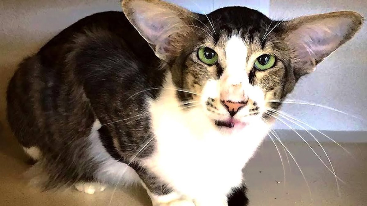 Ориентальная кошка Гавана