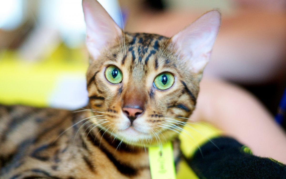 Бенгальский кот