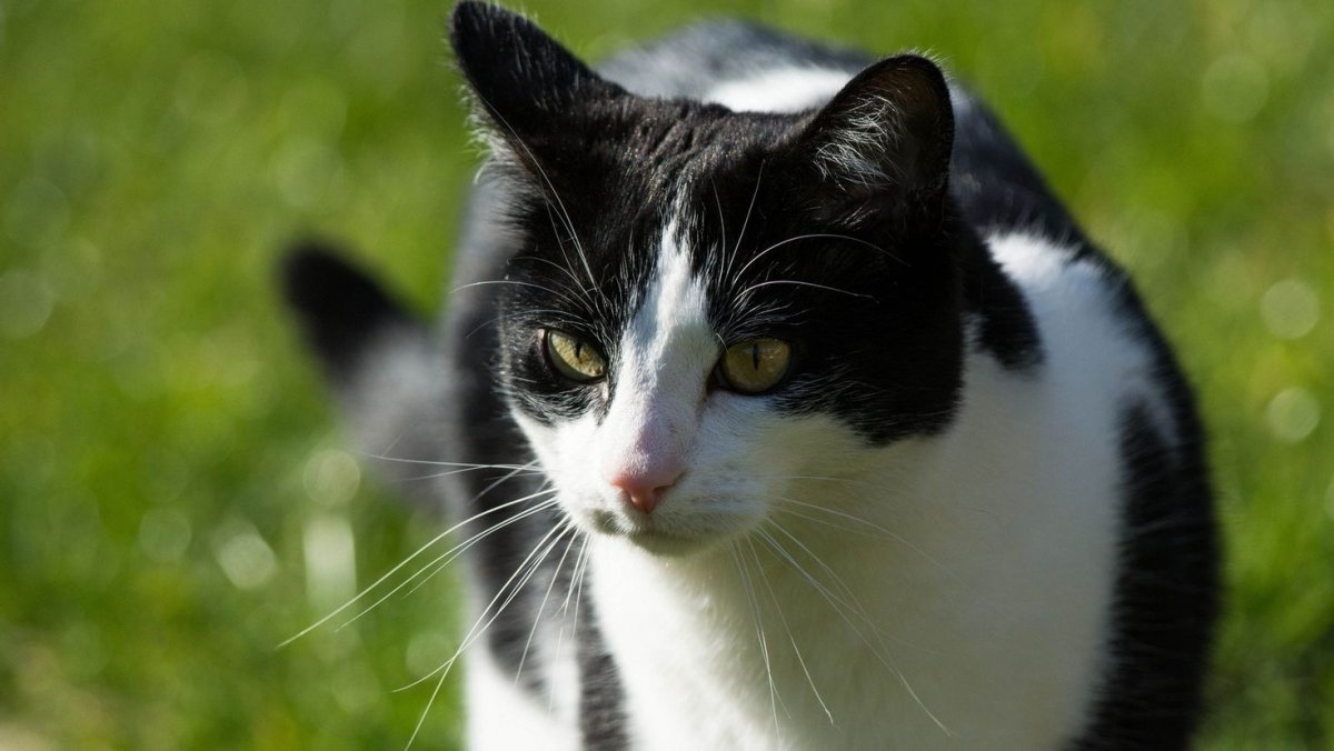 Европейская короткошерстная кошка черно-белая