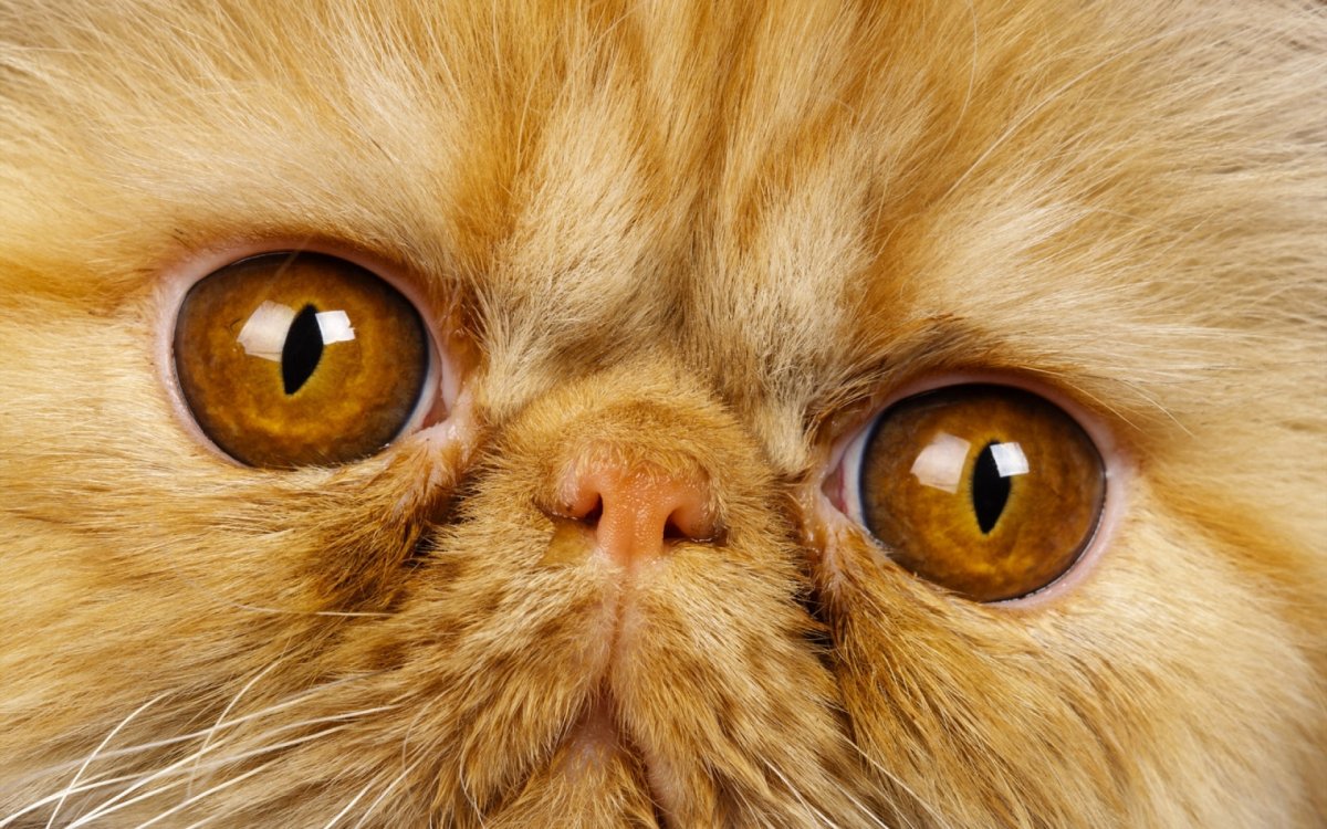 Глаза персидской кошки