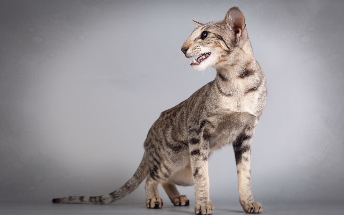 Ориентальная кошка