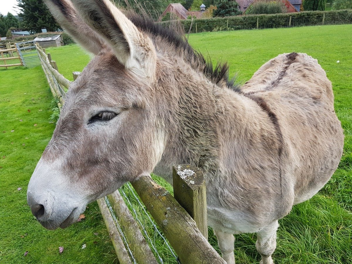 Домашний осёл