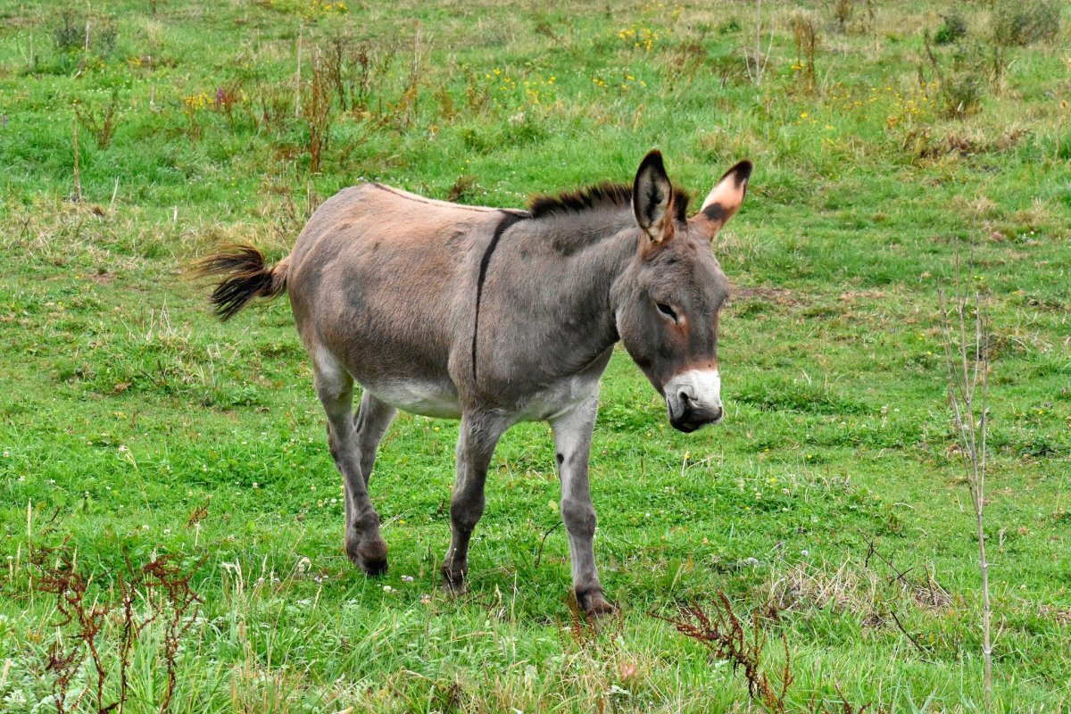 Осел фото животного