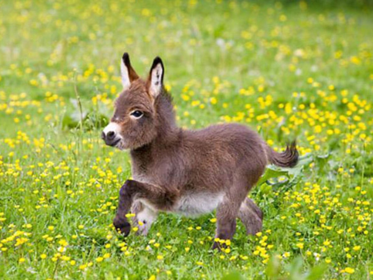 Карликовый ослик