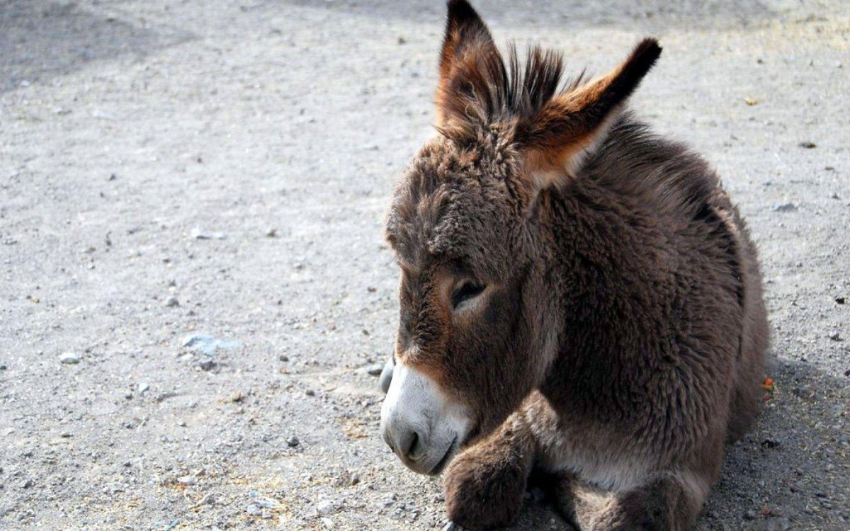 Ишак Карабулакский