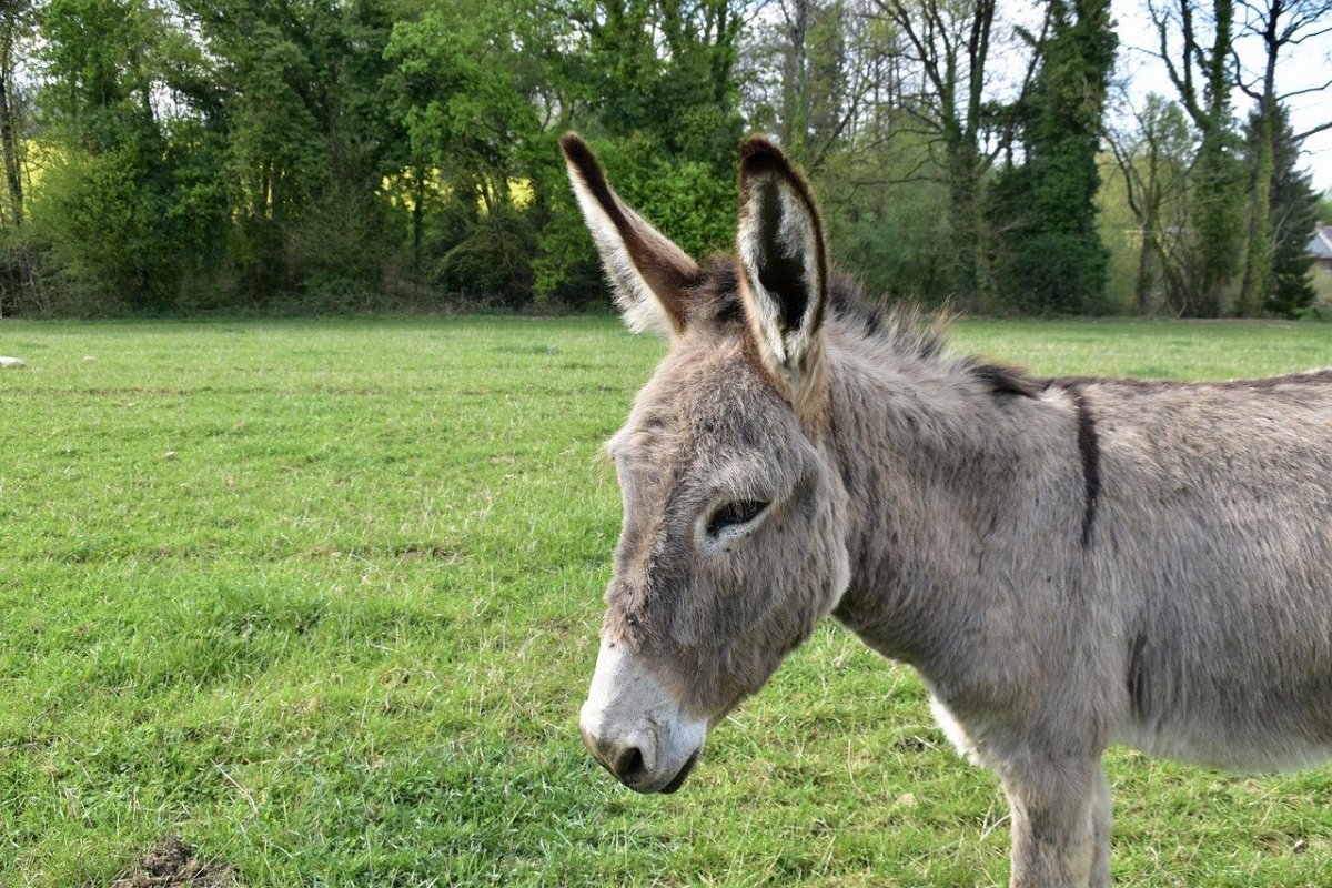 Котентен осел