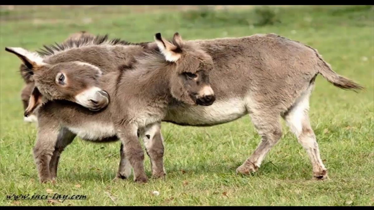 Ослиха с ослёнком