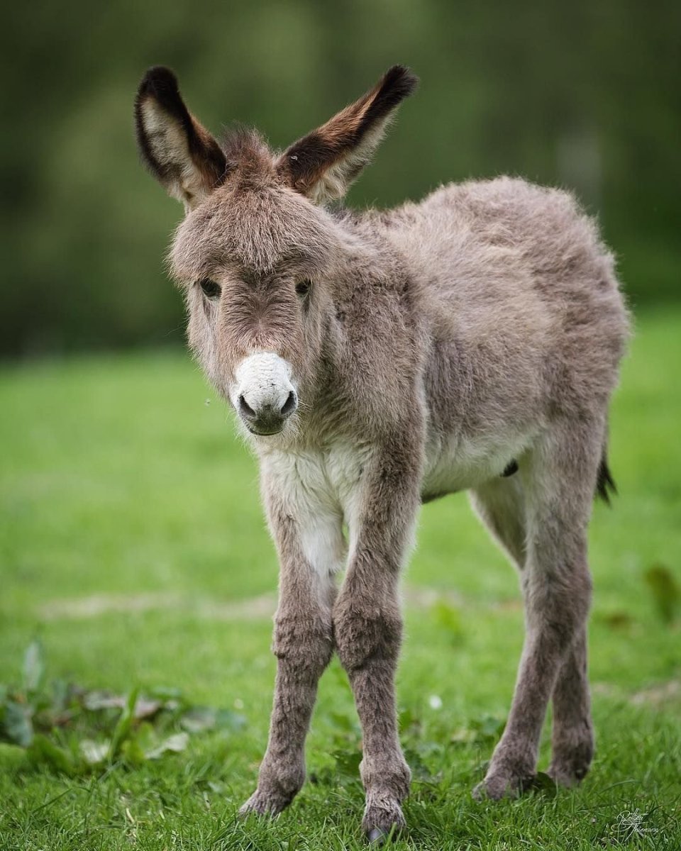 Горный ишак