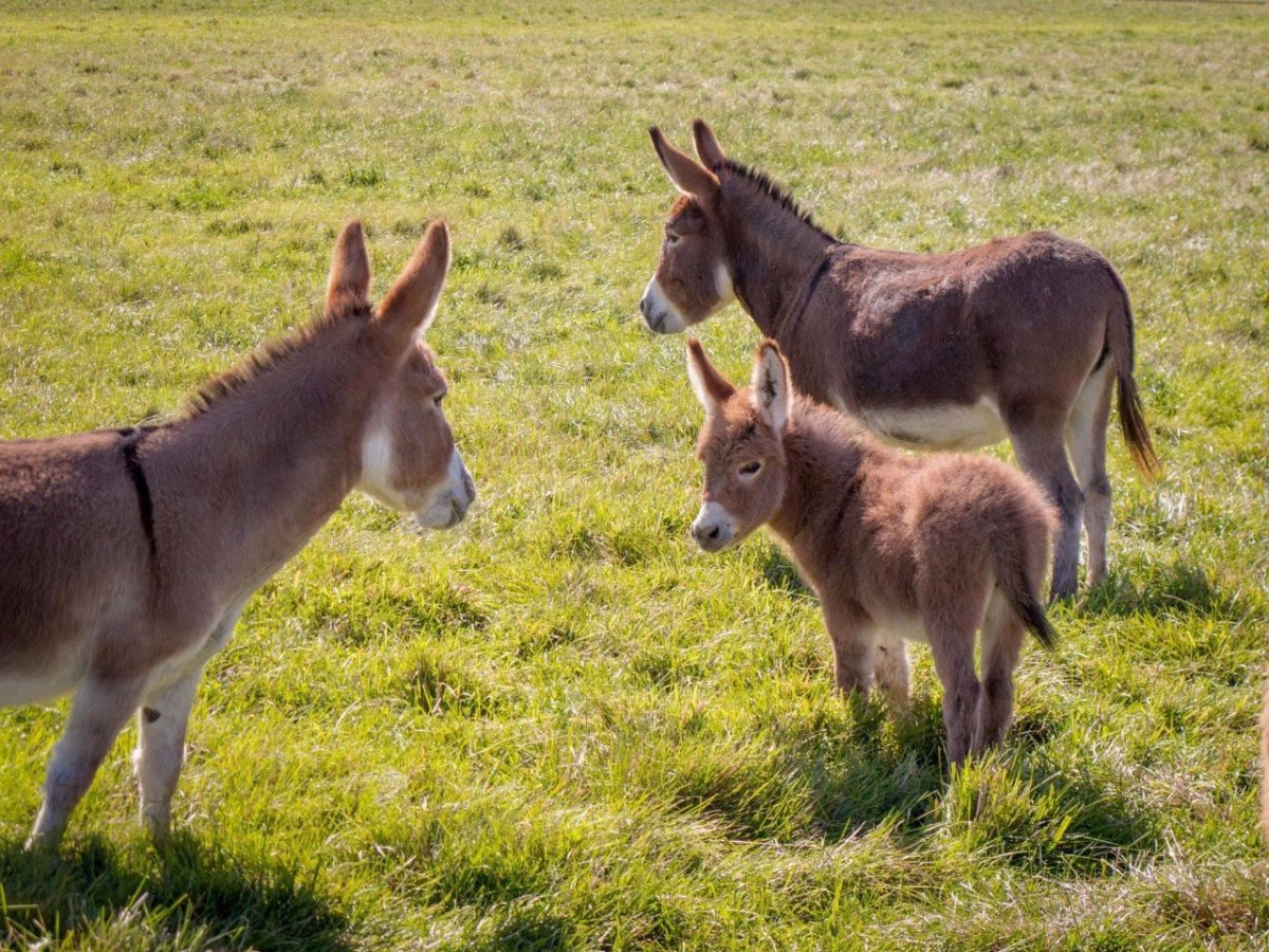 Ослица с осленком