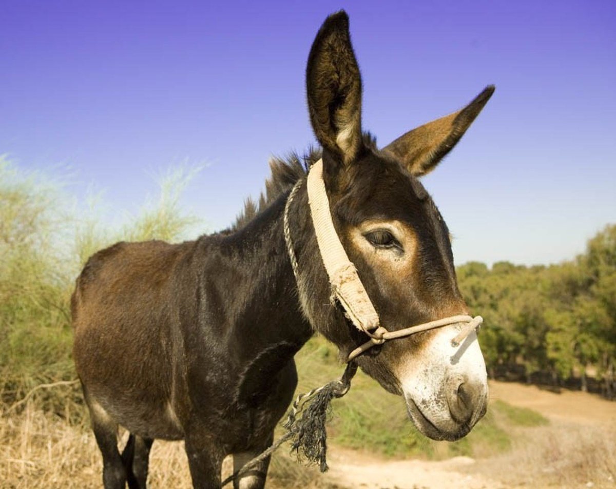 Знаменитый осел