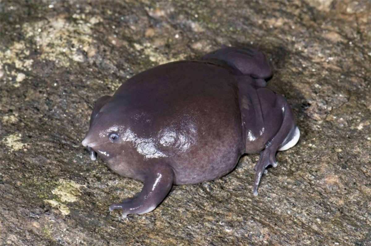 Буллфрог жаба