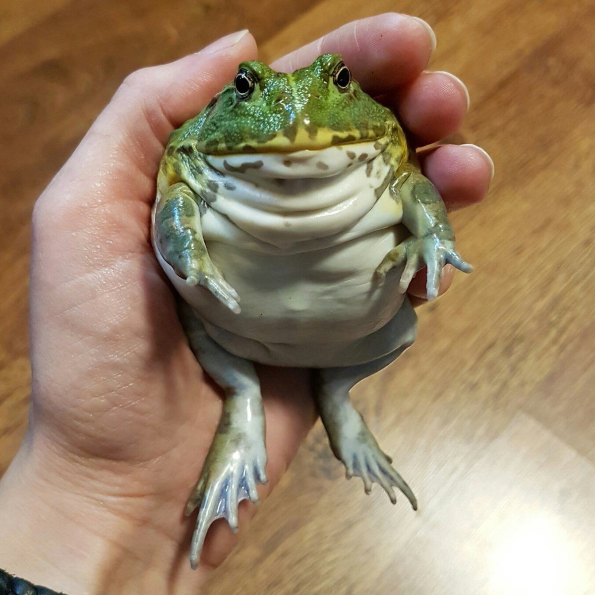 Пустынный узкорот лягушка