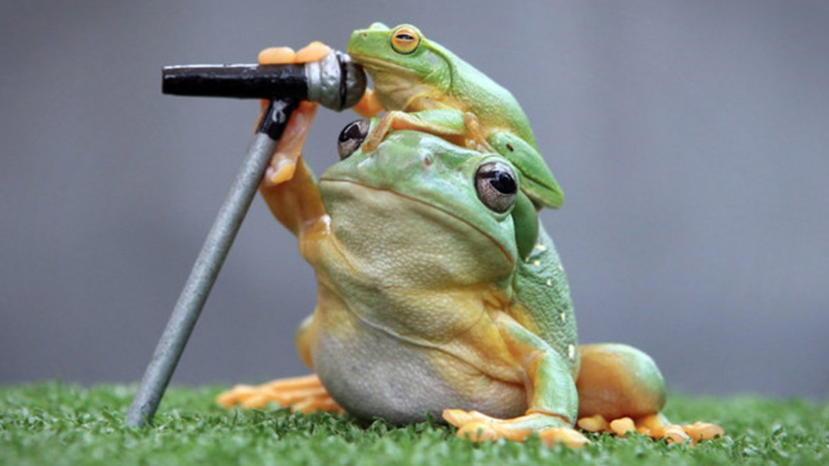 Южноафриканский узкорот