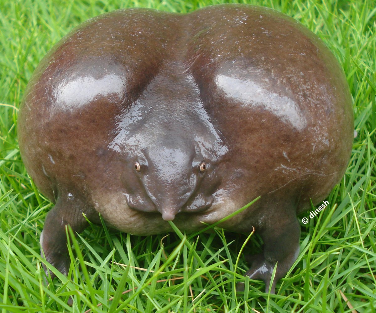 Толстые лягушки