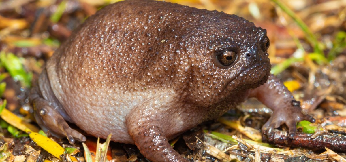 Лягушка breviceps fuscus