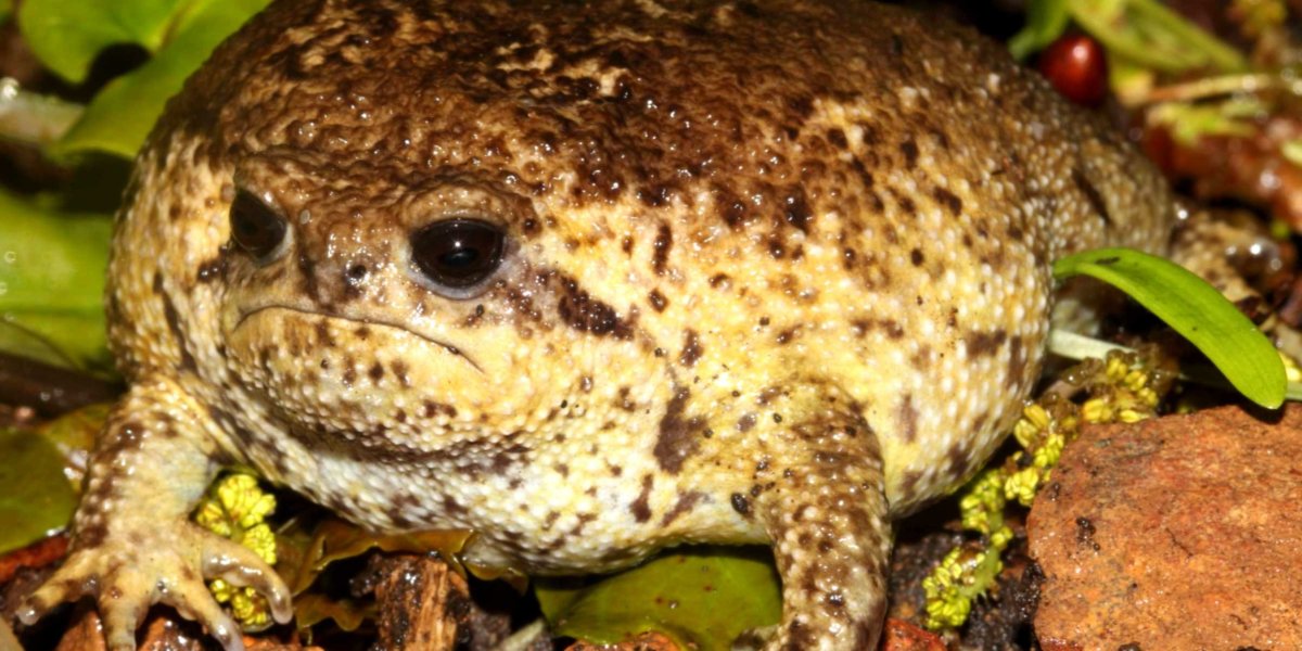 Пустынный узкорот лягушка