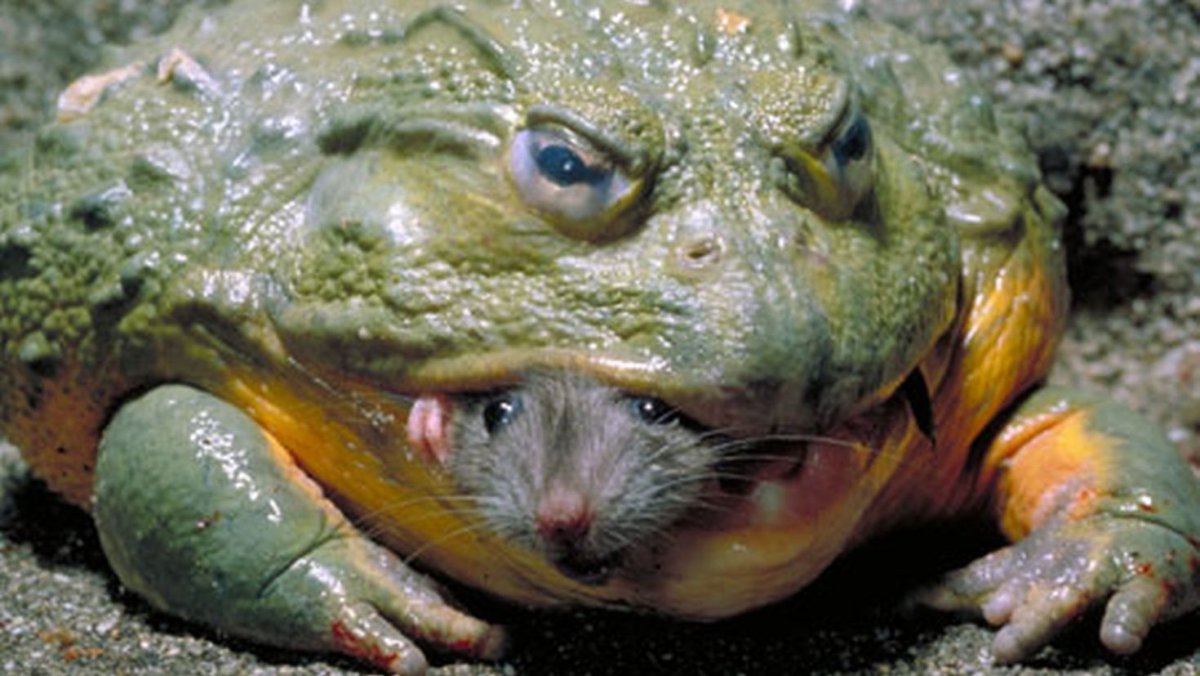 Странные животные