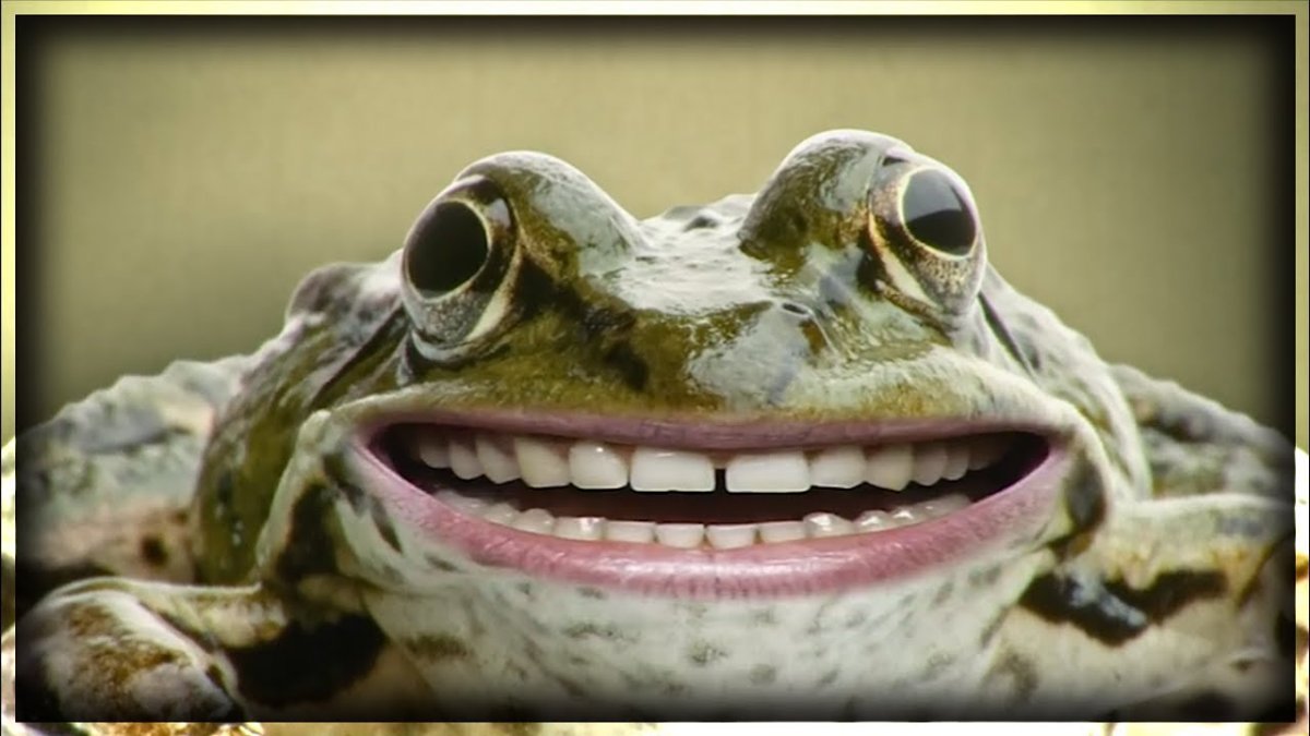 Африканский узкорот breviceps fuscus