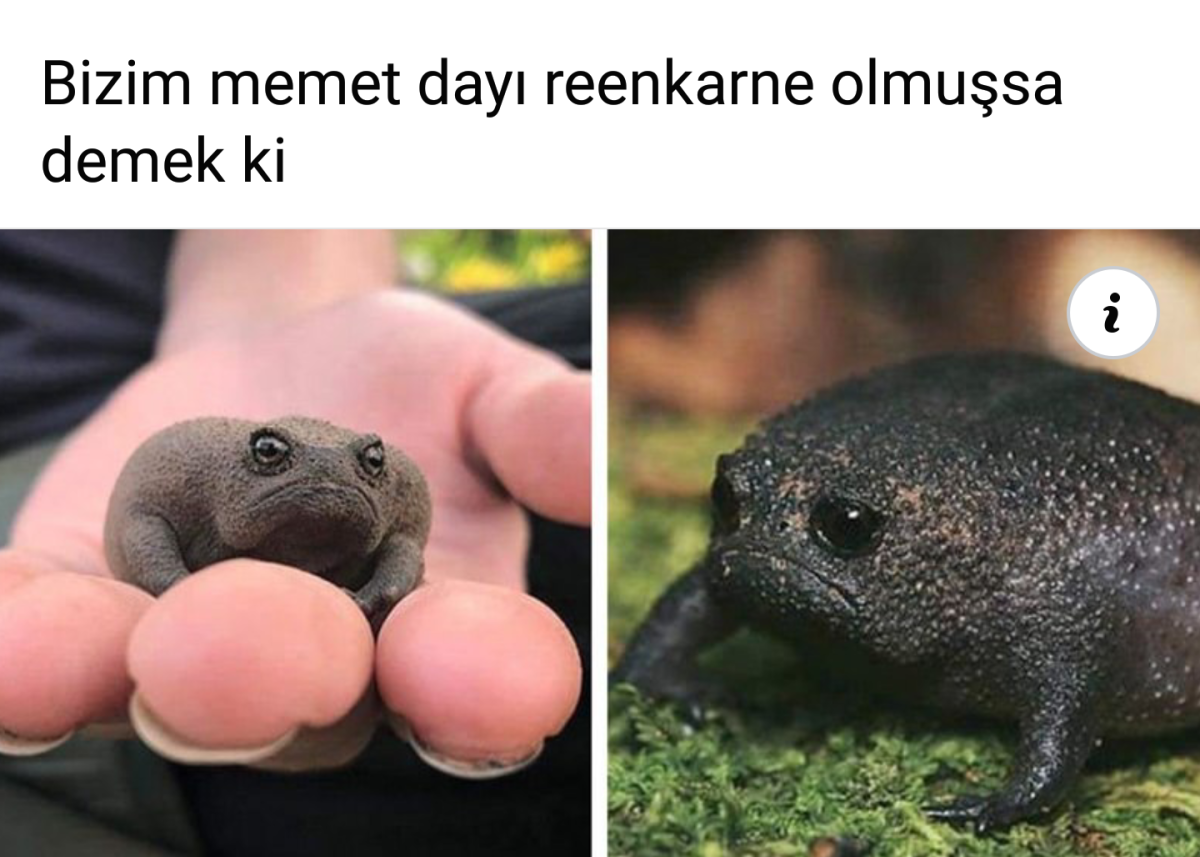 Большеглазая древесная лягушка