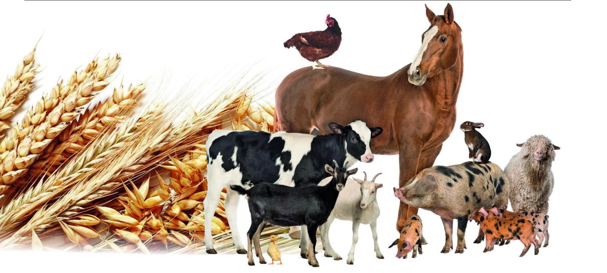 Сельскохозяйственные животные