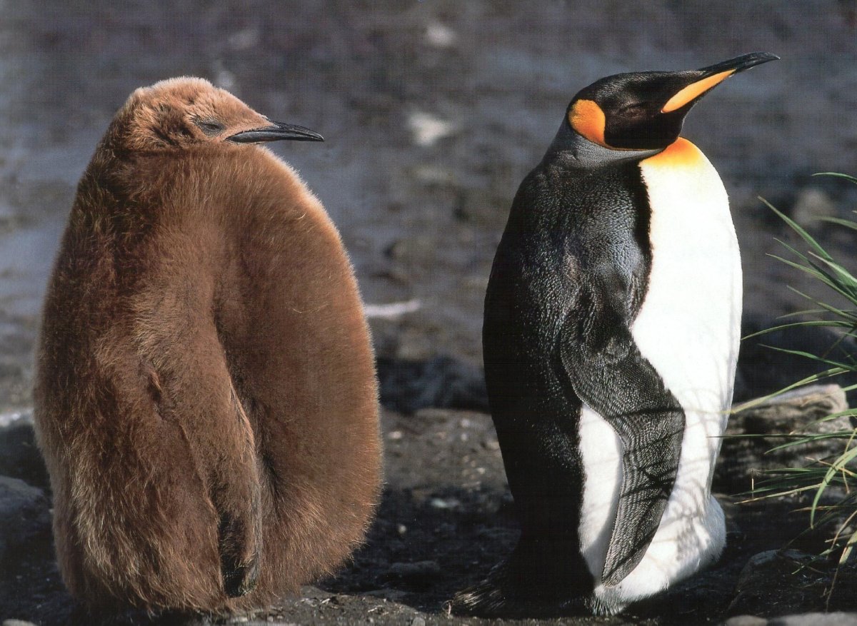 Птенец королевского пингвина