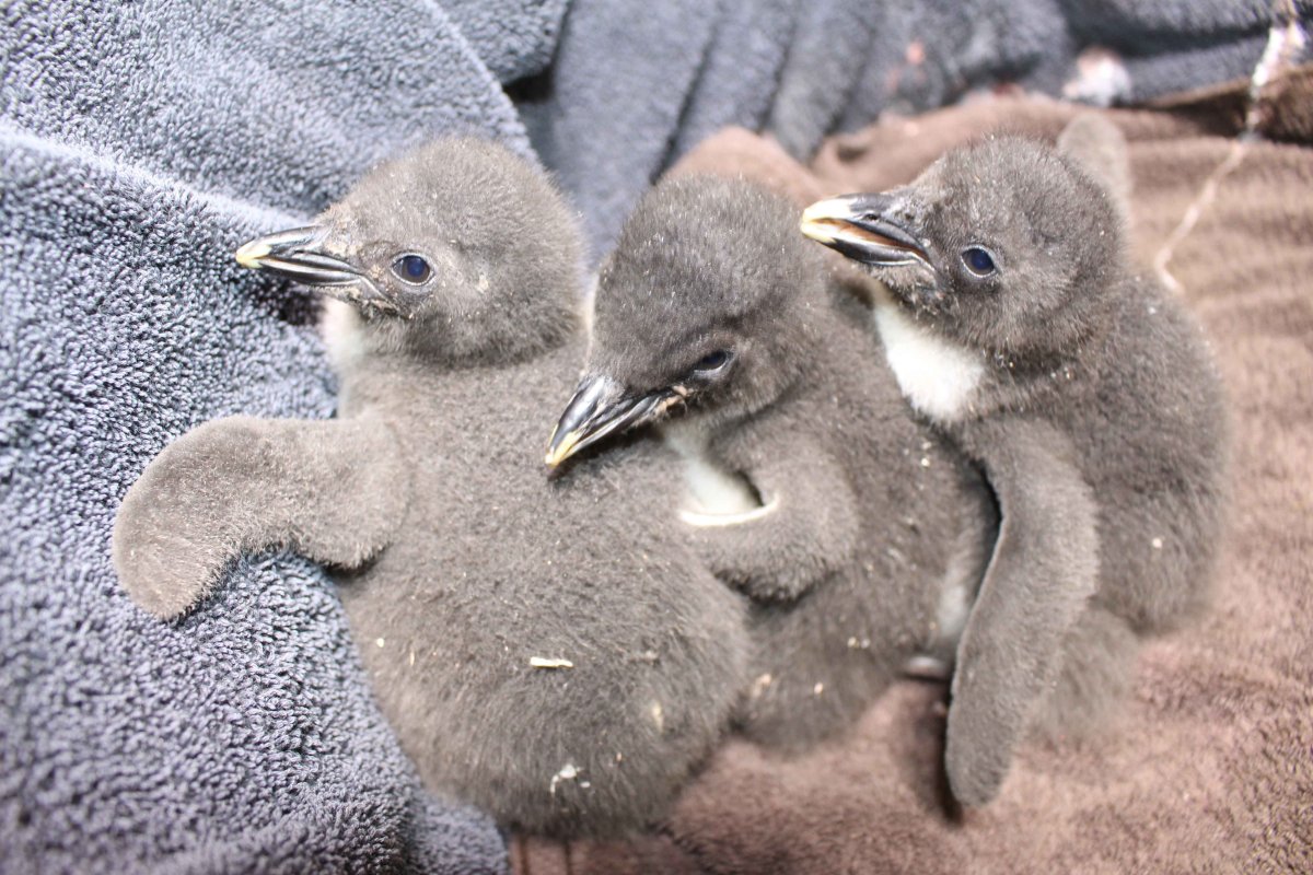 Птенец пингвина маленький