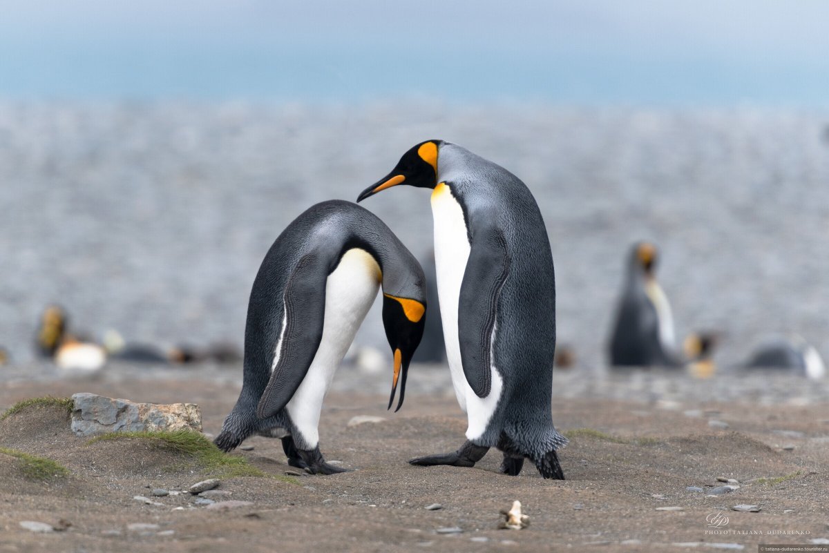 Королевский Пингвин в Антарктиде