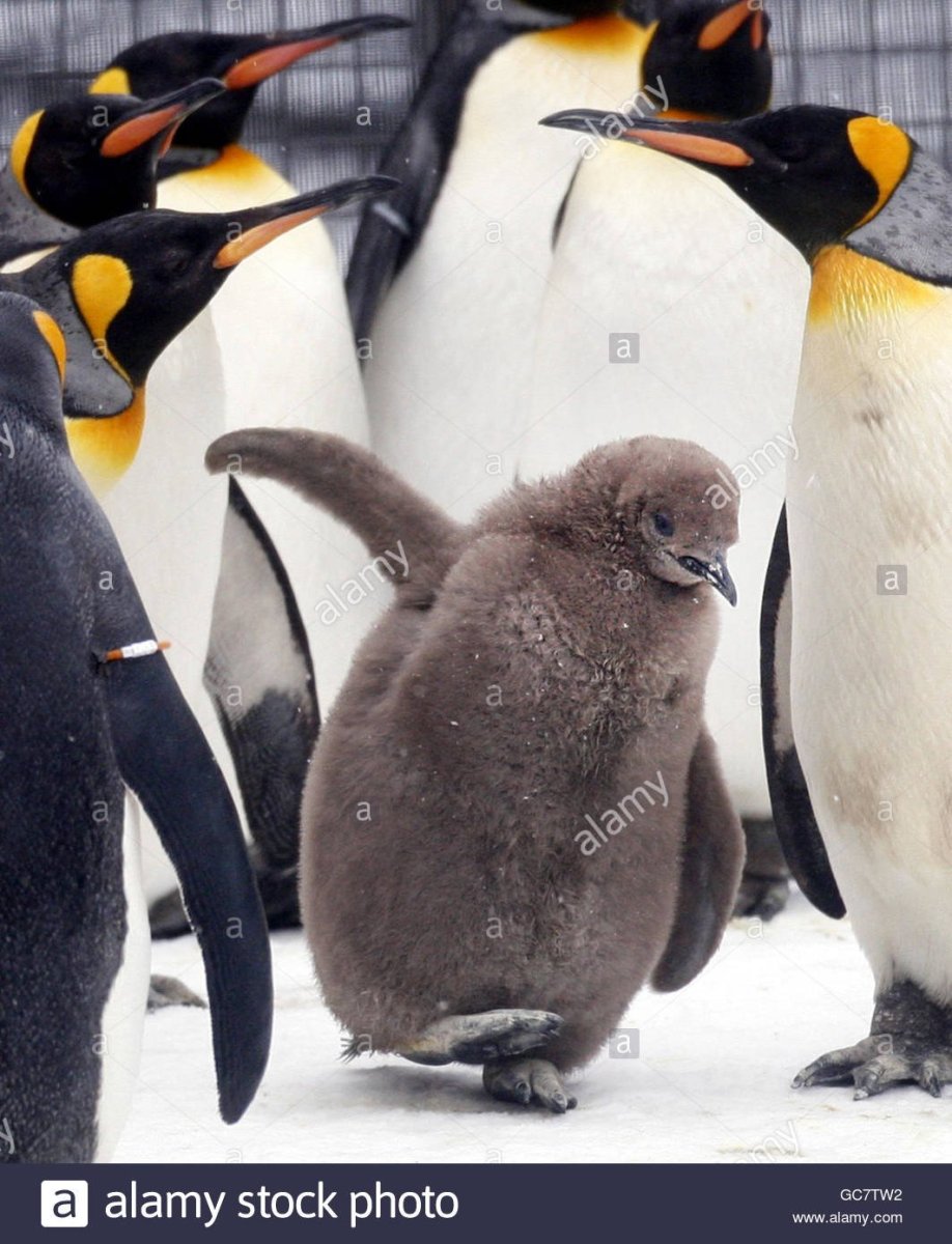 Птенец королевского пингвина