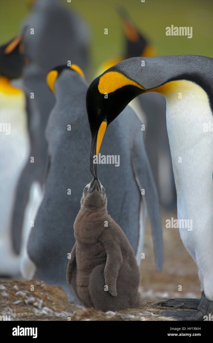 Королевский Пингвин детеныш