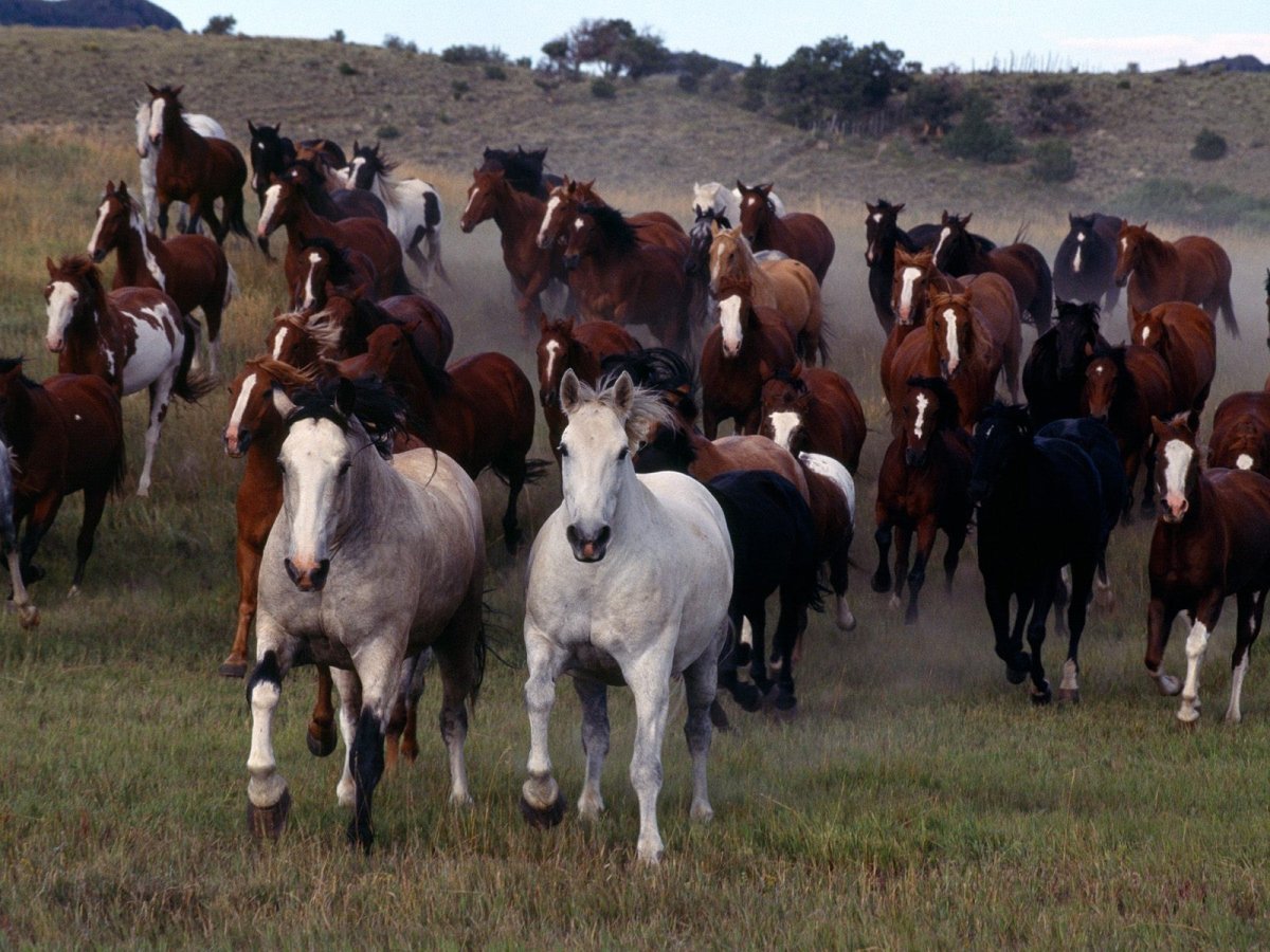 Стадо коней