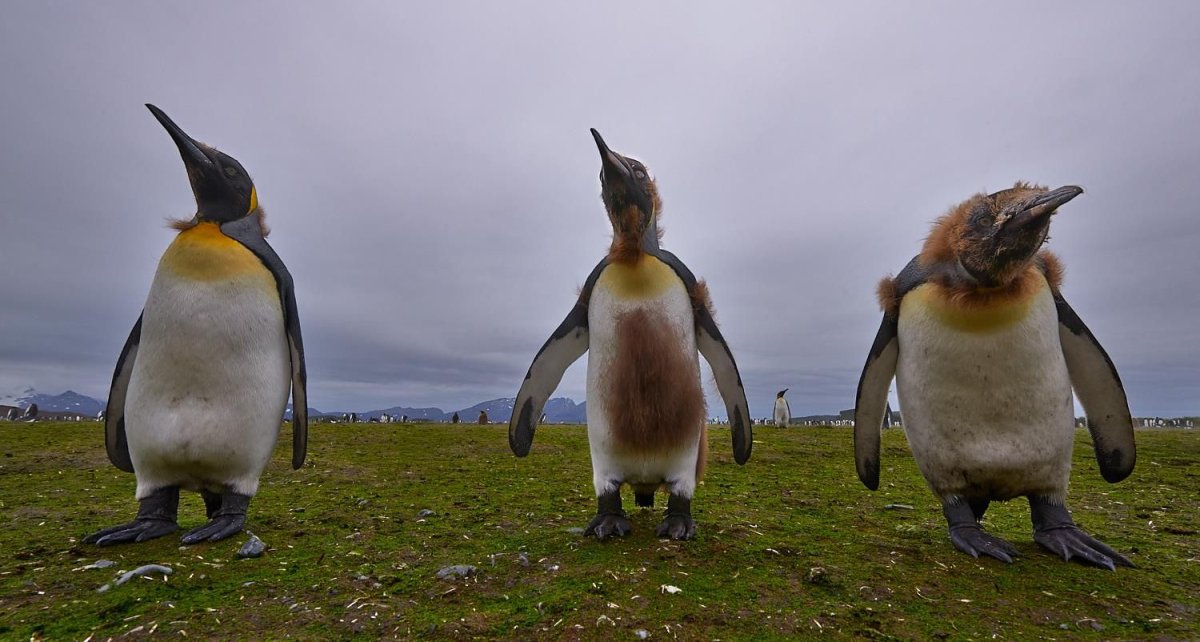 Пингвины высиживают яйца самец