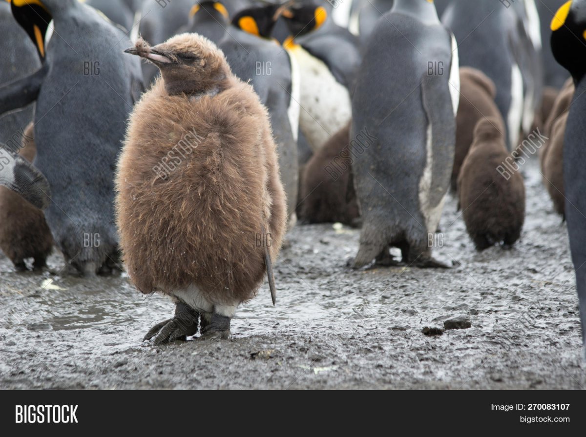 Императорский Пингвин высиживает яйцо