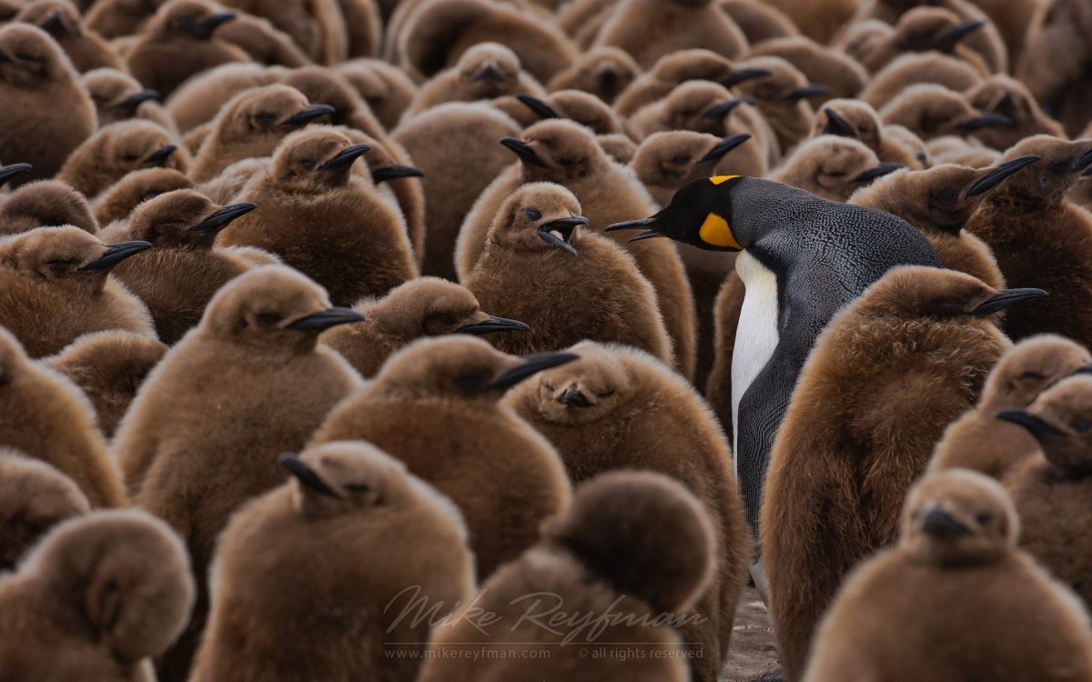 Королевский Пингвин с маленьким птенцом