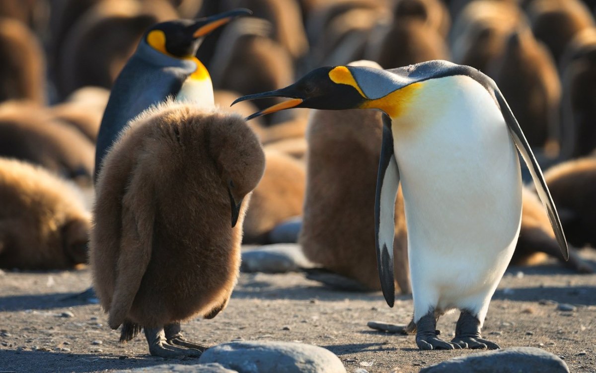 Королевский Пингвин детеныш