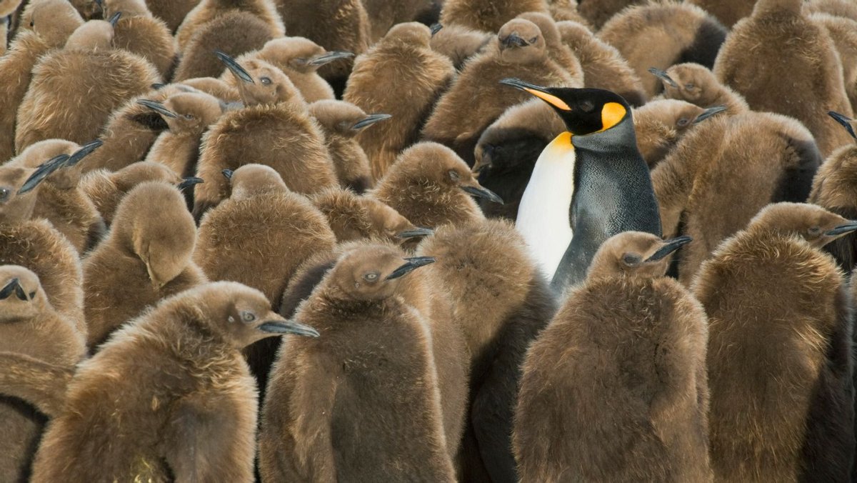 Чучело королевского пингвина