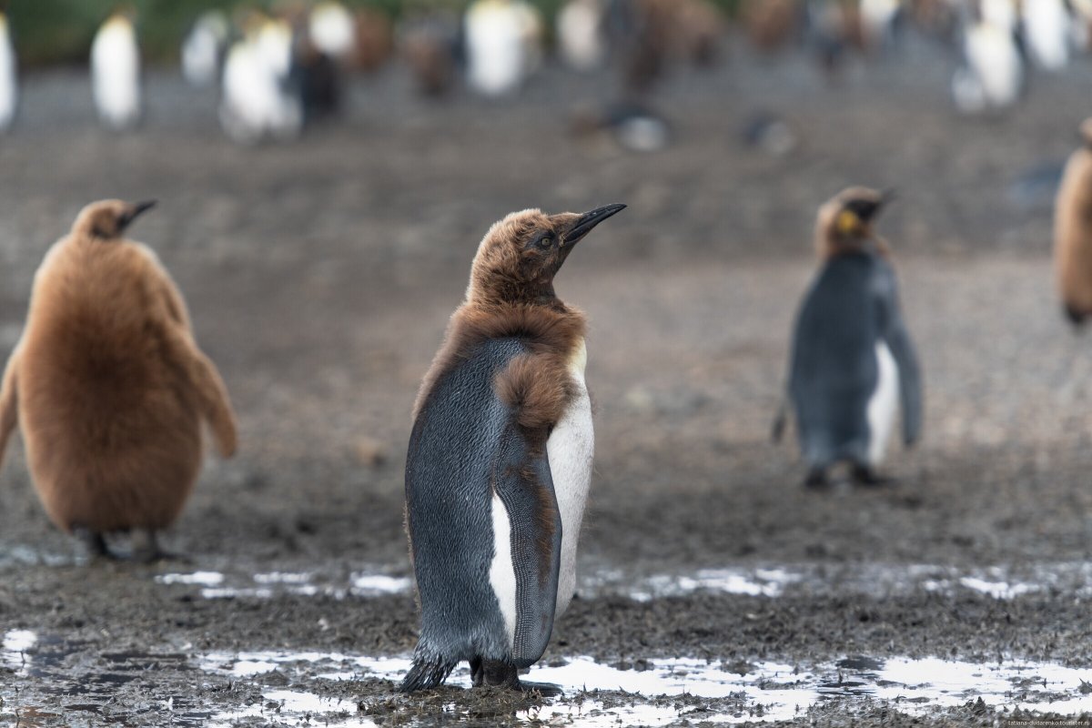Детеныш пингвина
