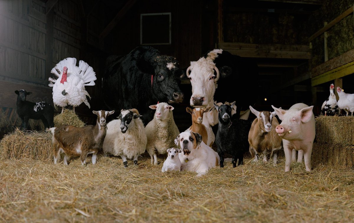 Сельскохозяйственные животные