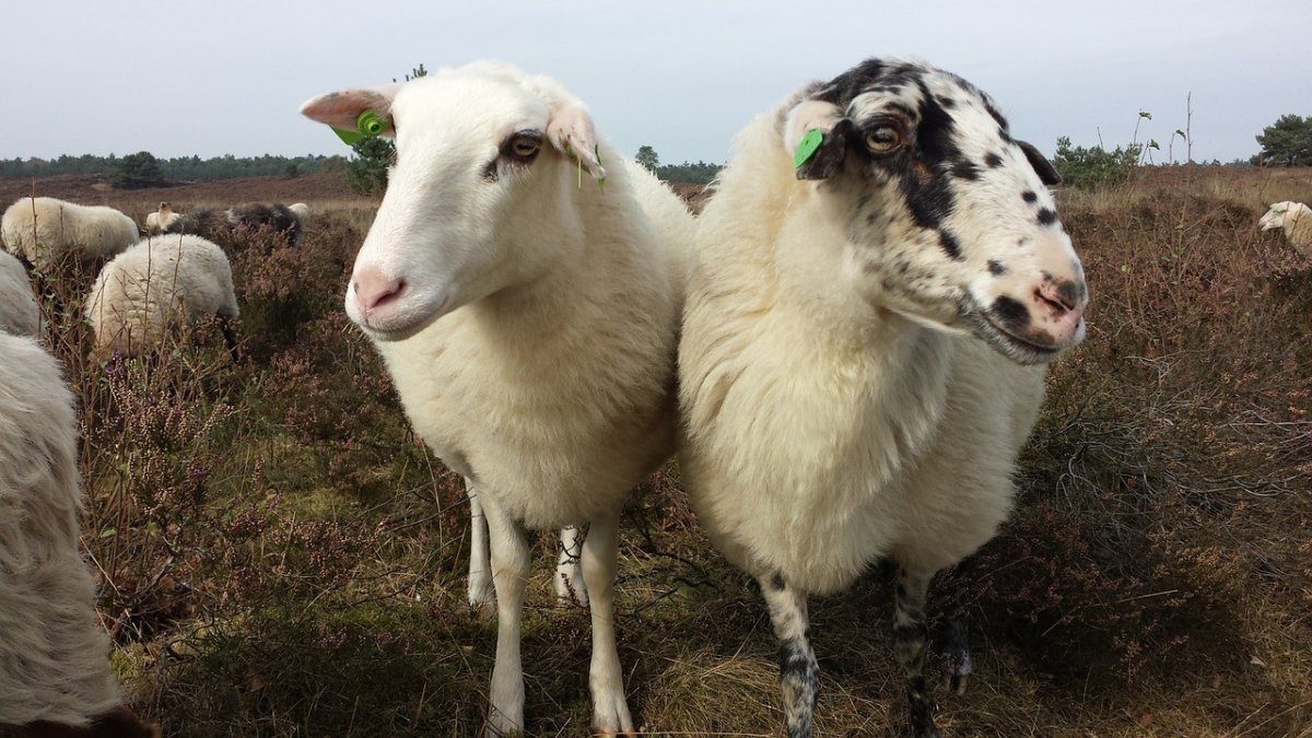 Мелкий скот