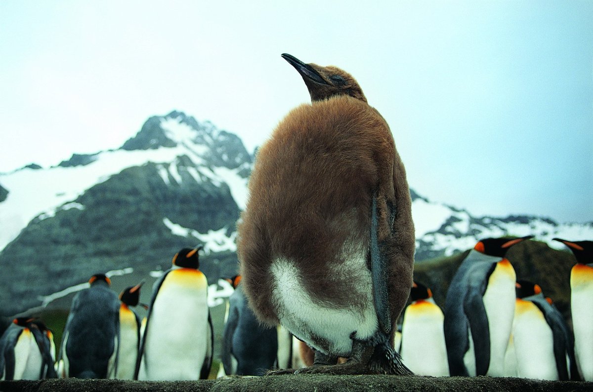 Семейства пингвиновых