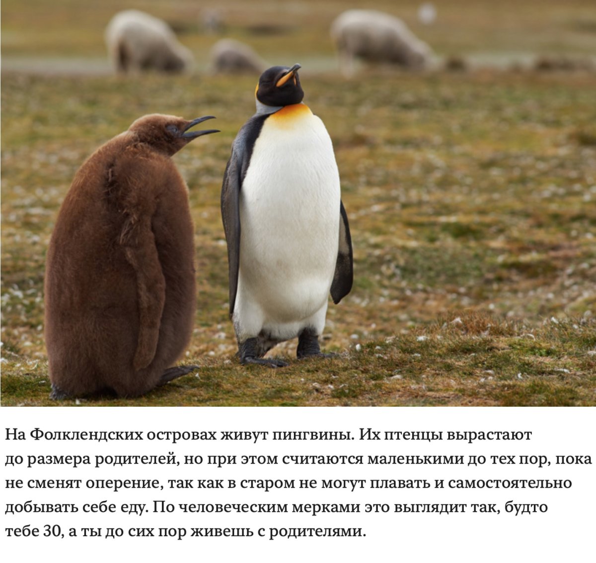 Пингвин и Королевский Пингвин