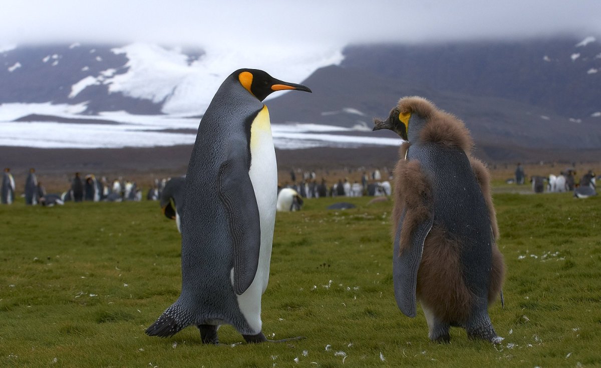 Птенец королевского пингвина