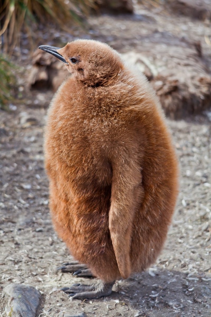 Королевские пингвины факты