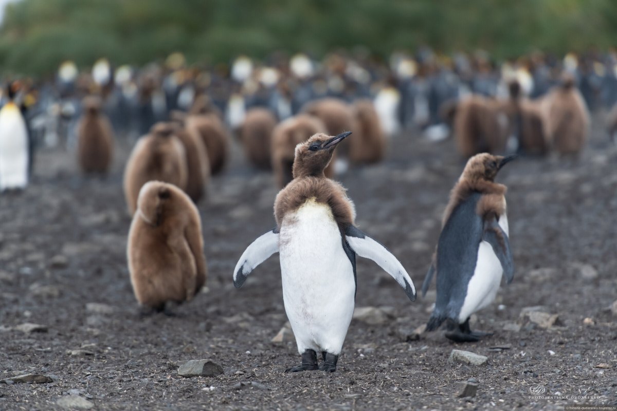 Королевский Пингвин детеныш