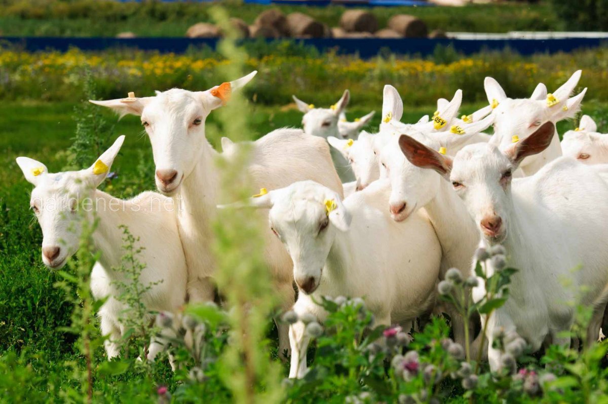 Животноводство козы