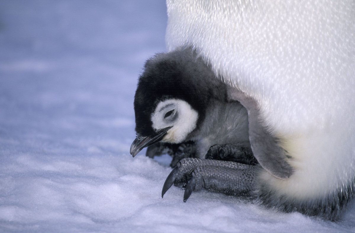 Малый Пингвин птенец