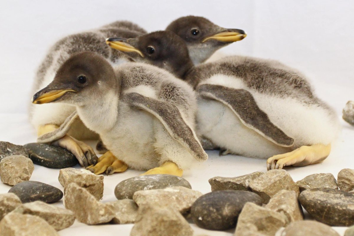 Птенец королевского пингвина