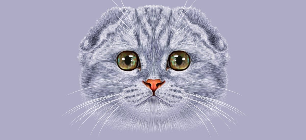 Вислоухий кот рисунок