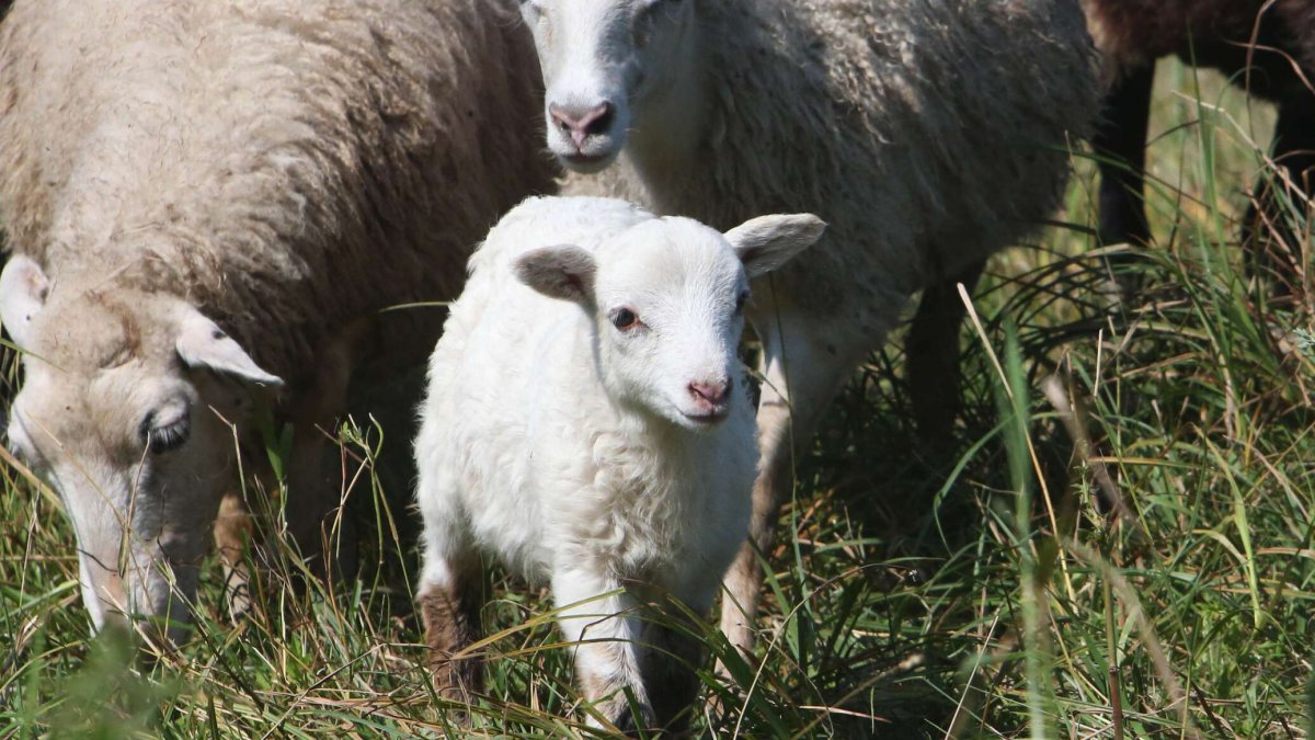 3-Х месячный ягненок