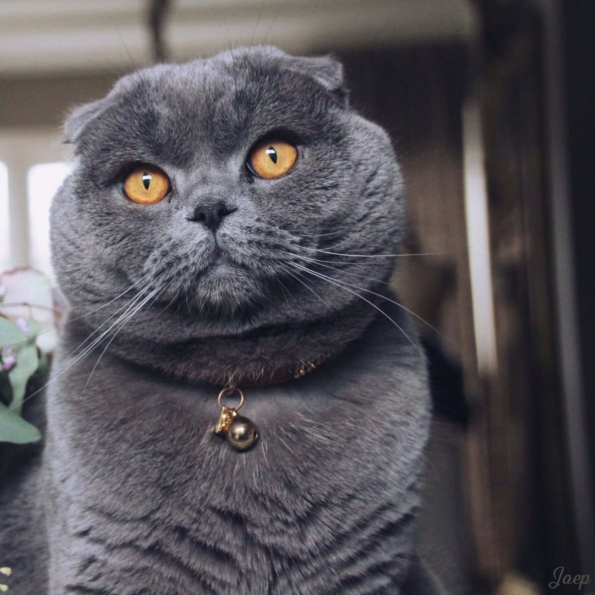 Кошки Бритиш фолд