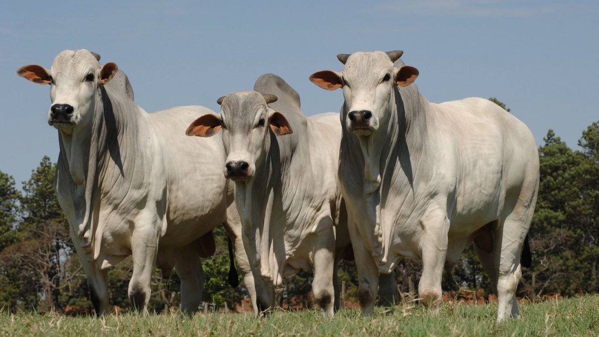 Зебу Брахман